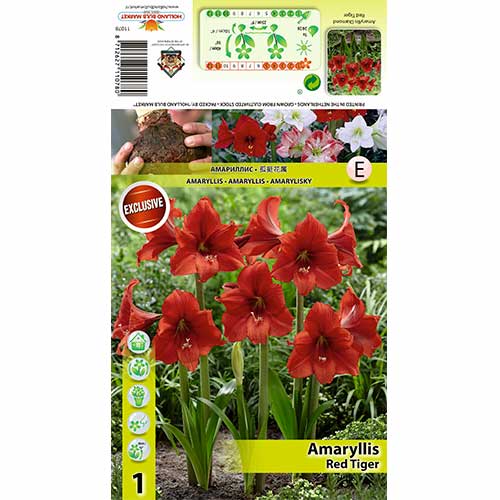 1 buc, Crin de cameră (Amaryllis) Red Tiger - Bulbi: Mod de ambalare: 1 buc