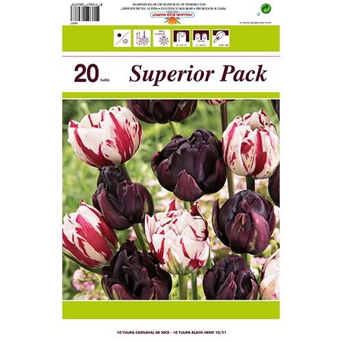 Hihetetlen ajánlat! Magic Color Dupla szirmu tulipán, 2 fajtából álló készlet - Hagymák: Mod de ambalare: 20 db