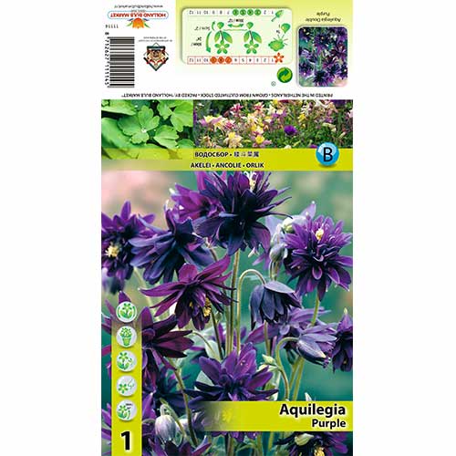 1 db, Harangláb (Aquilegia) Purple - Évelő: Mod de ambalare: 1 db