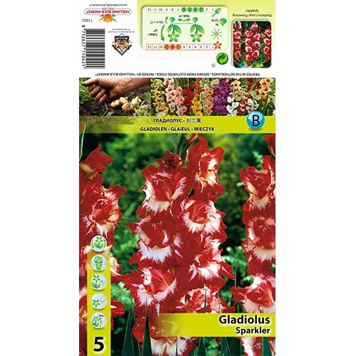 5 Stück, Großblumige Gladiole Sparkler - Zwiebeln: Ilość w opakowaniu: 5 Stück