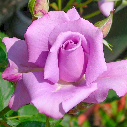 1 Pflanze(n), Großblütige Rose blau-lila - Setzlinge: Ilość w opakowaniu: 1 Pflanze(n)
