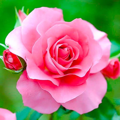 1 Pflanze(n), Großblütige Rose Queen of England - Setzlinge: Ilość w opakowaniu: 1 Pflanze(n)
