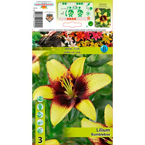 3 Stück, Asiatische Lilie Bumblebee - Zwiebeln: Ilość w opakowaniu: 3 Stück