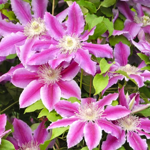 1 Pflanze(n), Clematis Tudor, С2 - Setzlinge: Ilość w opakowaniu: 1 Pflanze(n)