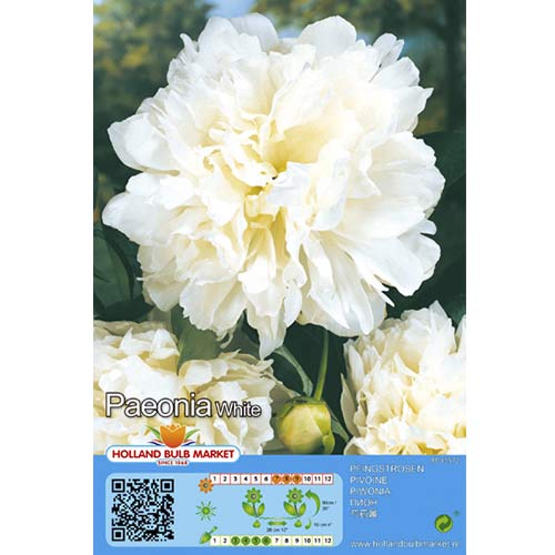Peony White - Plantas perenes: Ilość w opakowaniu: 1 bulbe