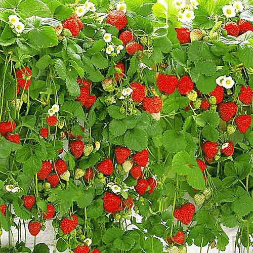 Morango suspenso - Plântulas: Ilość w opakowaniu: 5 plant