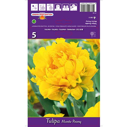 Tulipe Monte Peonía - Bulbos: Ilość w opakowaniu: 5 bulbos