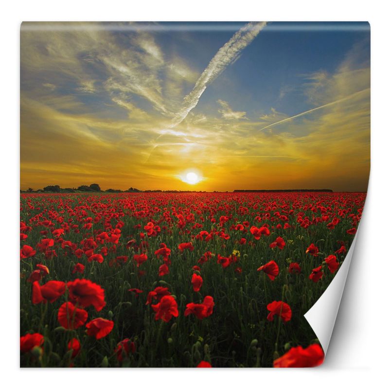 Fototapeta Feeby Maki kwiaty łąka 250x250 1 szt