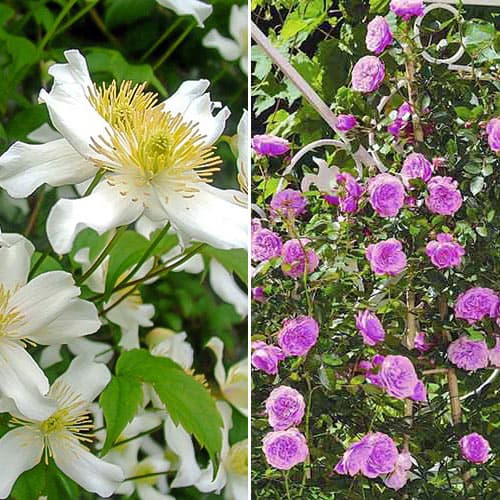 2 sadz, Super oferta! Zestaw Gwiaździste niebo, róża i clematis - Sadzonki: Ilość w opakowaniu: 2 sadz