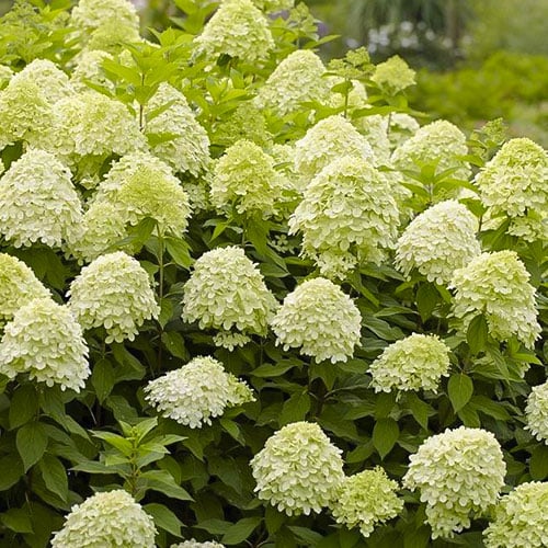 1 sadz, Hydrangea panic. Limelight, С2 - Sadzonki: Ilość w opakowaniu: 1 sadz