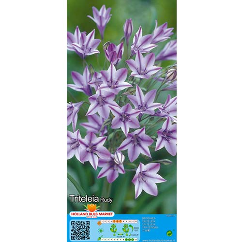 5 szt., Hiacynt kalifornijski (Triteleia) Rudy - Cebule: Ilość w opakowaniu: 5 szt.