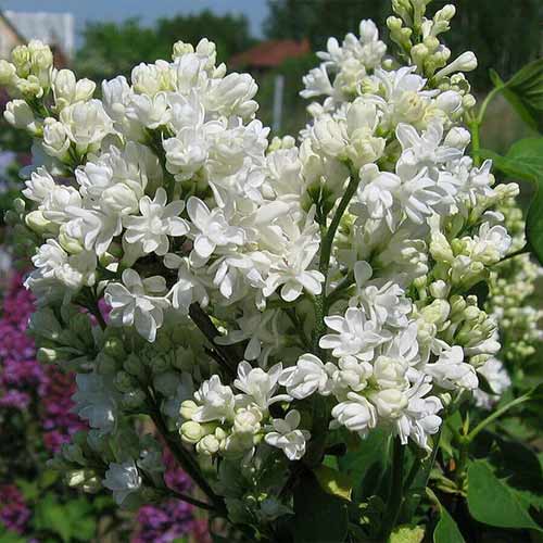 1 buc, Liliac Mme Lemoine - Răsaduri: Mod de ambalare: 1 buc
