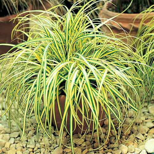 1 buc, Iarbă bicoloră (Carex) Evergold - Răsaduri: Mod de ambalare: 1 buc