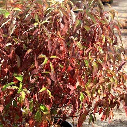 1 buc, Cornus alba Red Gnome - Răsaduri: Mod de ambalare: 1 buc