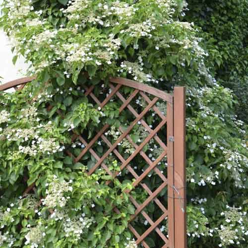 1 buc, Hortensie cataratoare Mirranda, C2 - Răsaduri: Mod de ambalare: 1 buc