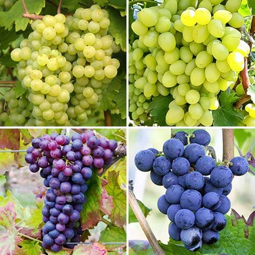 Ofertă specială! Viță de vie Mândria viticultorilor, set de 4 soiuri - Răsaduri: Mod de ambalare: 4 buc