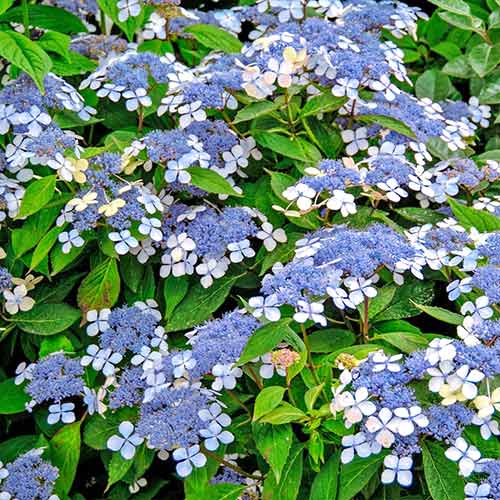 1 buc, Hortensia serrata Veerle - Răsaduri: Mod de ambalare: 1 buc