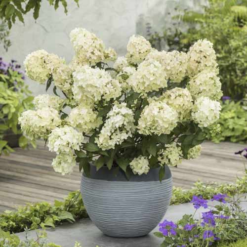 1 buc, Hortensia paniculată Petite star , C7,5 - Răsaduri: Mod de ambalare: 1 buc