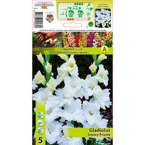 5 buc, Gladiole Snowy Frizzle - Bulbi: Mod de ambalare: 5 buc
