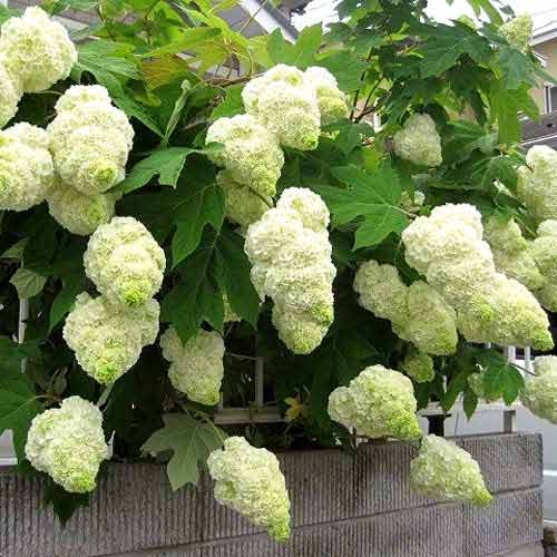 1 buc, Hortensia quercifolia Harmony - Răsaduri: Mod de ambalare: 1 buc