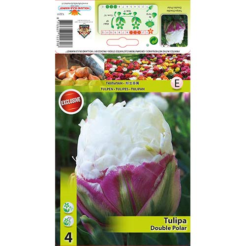 4 kus, Tulipán Double Polar - : Monžstvo balíkov: 4 kus