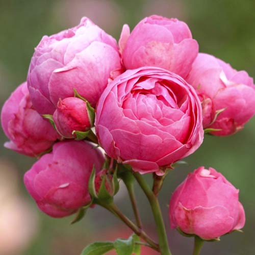 1 saz, Růže floribunda Pomponella Fairy Tale - : Monžstvo balíkov: 1 saz
