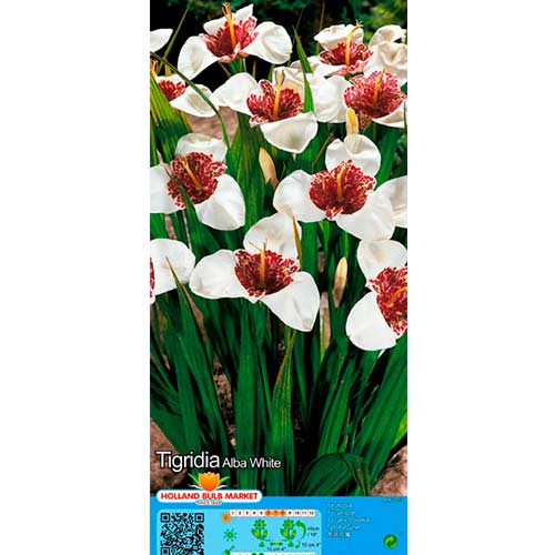 10 db, Pávaliliom White - Hagymák: Mod de ambalare: 10 db