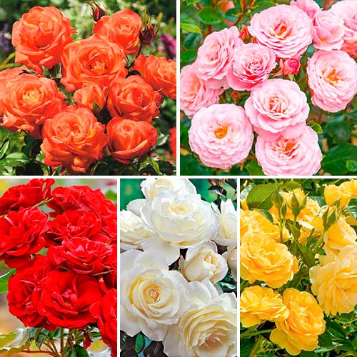 Hihetetlen ajánlat! Varázslatos színü floribunda rózsák, 5 fajtából álló készlet - Palánták: Mod de ambalare: 5 db