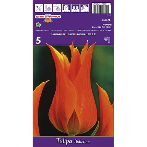 5 db, Tulipán Ballerina - Hagymák: Mod de ambalare: 5 db