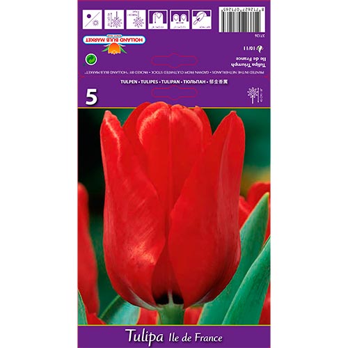 5 db, Tulipán Ile de France - Hagymák: Mod de ambalare: 5 db