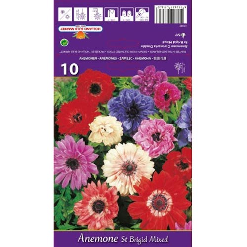 10 Stück, Windröschen (Anemone) St. Brigid, farbmischung - Blumenzwiebeln: Ilość w opakowaniu: 10 Stück