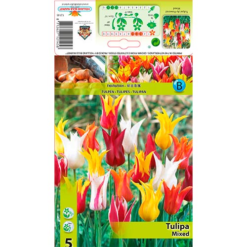 5 Stück, Lilienblütige Tulpe,farbmischung - Blumenzwiebeln: Ilość w opakowaniu: 5 Stück