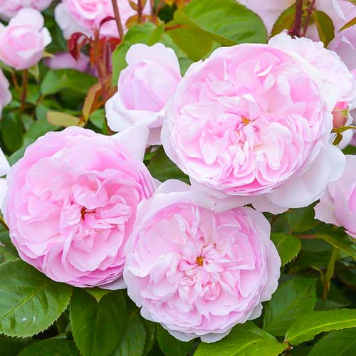 1 Pflanze(n), Kletterrose Olivia Rose Austin , C5 - Setzlinge: Ilość w opakowaniu: 1 Pflanze(n)