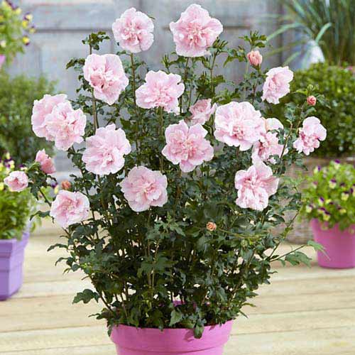 1 Stück, Garteneibisch (Hibiscus) Pink Chiffon - Stauden: Ilość w opakowaniu: 1 Stück