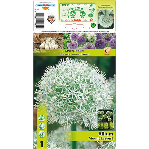 1 Stück, Knoblauch (Lauch) Mount Everest - Blumenzwiebeln: Ilość w opakowaniu: 1 Stück