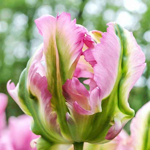 8 Stück, Tulpe Green Wave - Blumenzwiebeln: Ilość w opakowaniu: 8 Stück