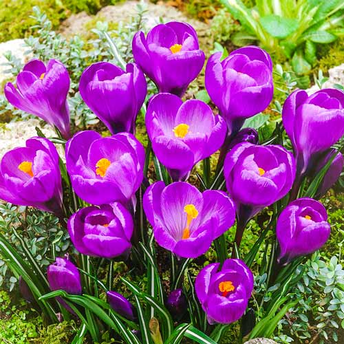 10 Stück, Krokus Flower Record - Blumenzwiebeln: Ilość w opakowaniu: 10 Stück
