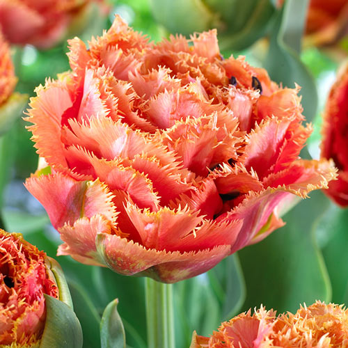 5 Stück, Tulpe Sensual Touch - Blumenzwiebeln: Ilość w opakowaniu: 5 Stück