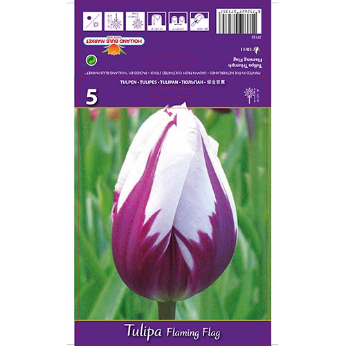 5 Stück, Tulpe Flaming Flag - Blumenzwiebeln: Ilość w opakowaniu: 5 Stück