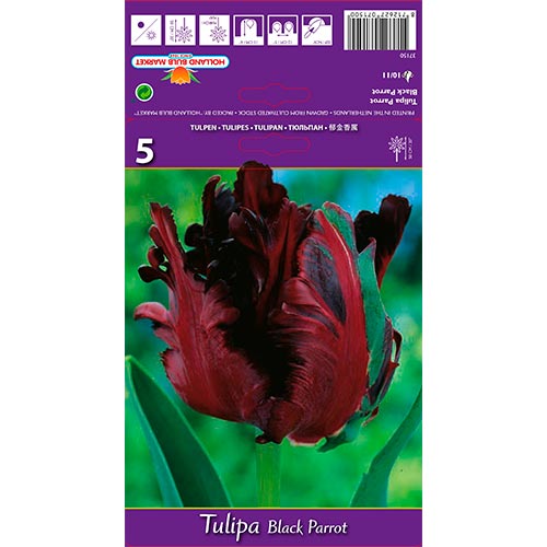 Tulip Black Parrot - Bulbos: Ilość w opakowaniu: 5 bulbe