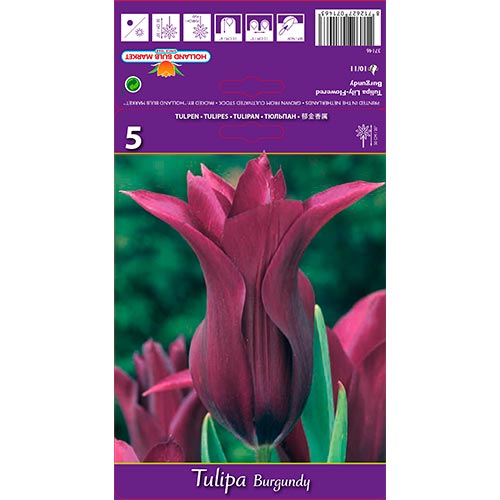 Tulip Burgundy - Bulbos: Ilość w opakowaniu: 5 bulbe