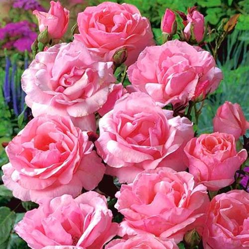 Rosa floribunda Pink - Plântulas: Ilość w opakowaniu: 1 plant