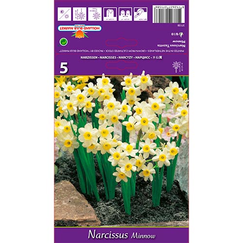 Narcissus Minnow - Bulbos: Ilość w opakowaniu: 5 bulbe