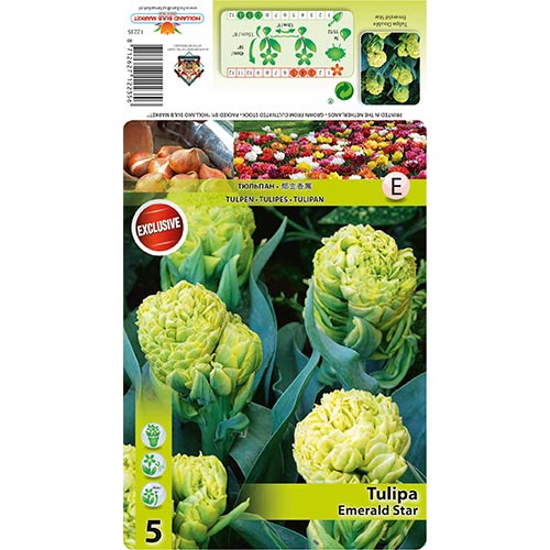 Tulip Emerald Star - Bulbos: Ilość w opakowaniu: 5 bulbe