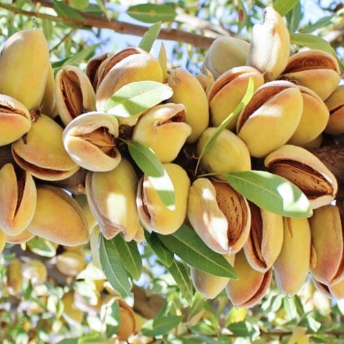 Amêndoa Avijor, С2 - Plântulas: Ilość w opakowaniu: 1 plant