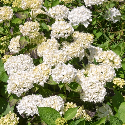 Hortênsia de jardim de Madame Emile Mouillere - Plântulas: Ilość w opakowaniu: 1 plant