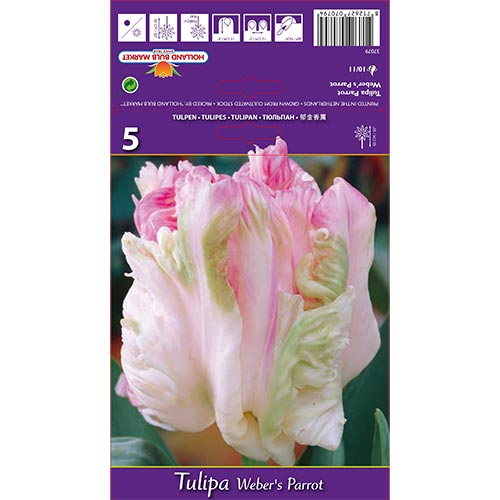 Tulip Weber's Parrot - Bulbos: Ilość w opakowaniu: 5 bulbe