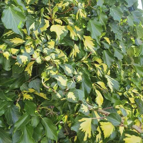 Ivy Sulphur Heart - Plântulas: Ilość w opakowaniu: 1 plant