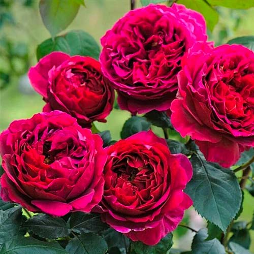 Rosa floribunda Pure Aroma - Plântulas: Ilość w opakowaniu: 1 plant