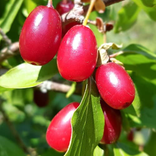 Coral Cornelian Cherry, P9 - Plántulas: Ilość w opakowaniu: 1 plantas